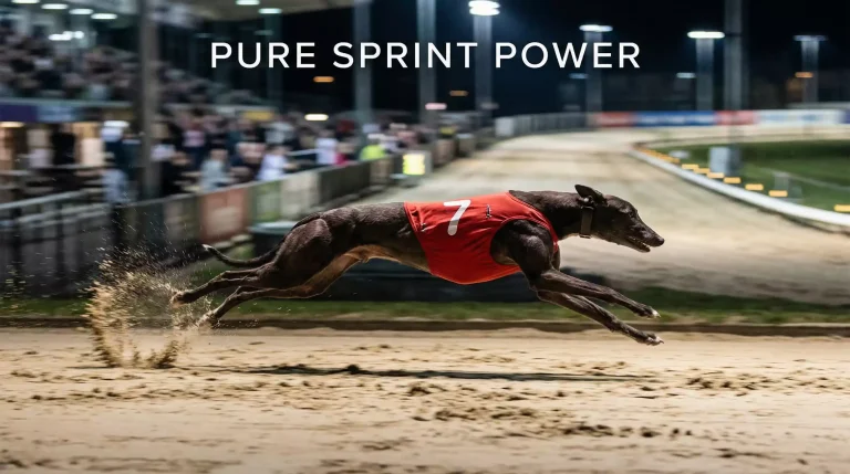 Nottingham 305m Sprint Results: Speed Data, Trap Trends and Key Performers