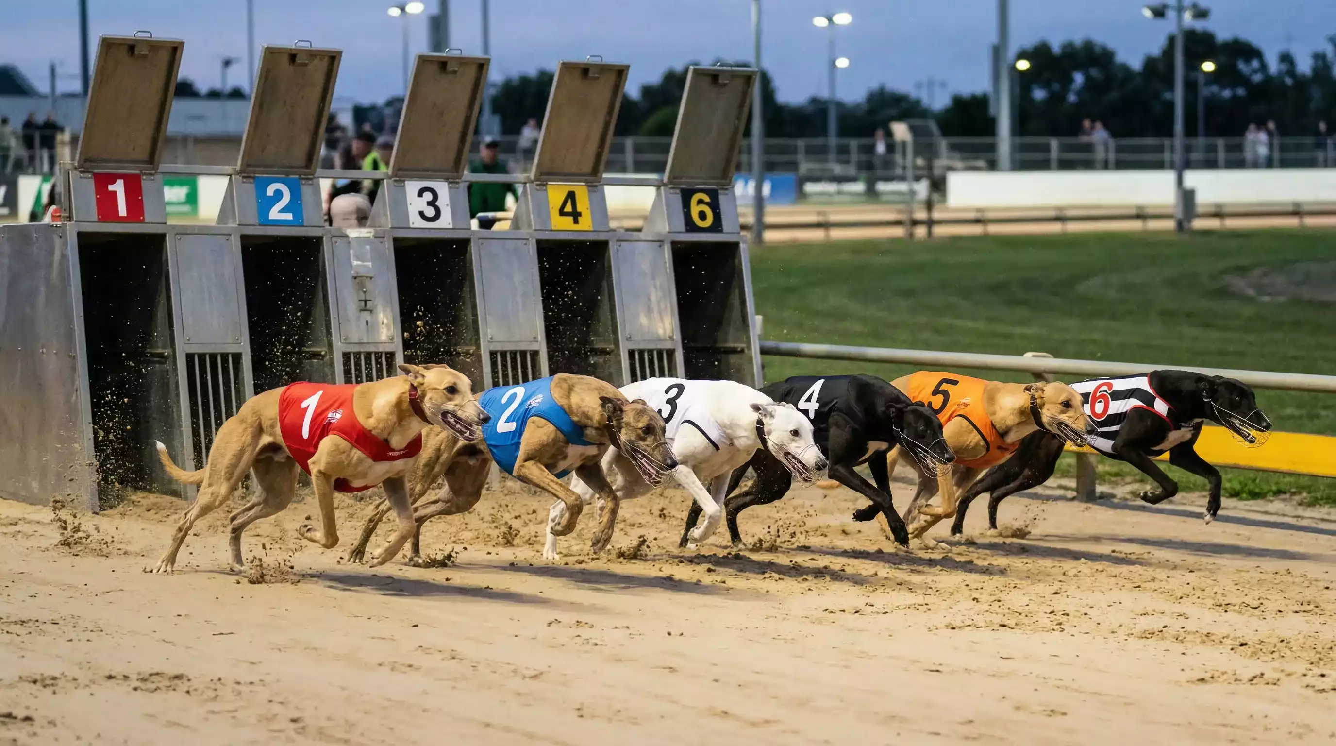 Greyhounds bursting from the starting traps on a sand track with coloured jackets corresponding to trap numbers